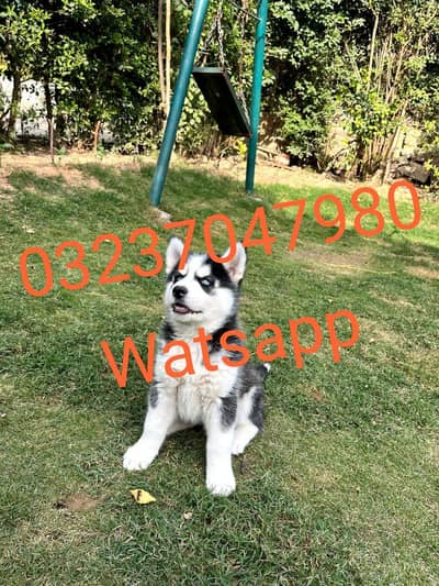 Siberian husky puppy