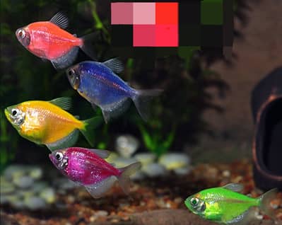 Healthy Glofish Tetra's