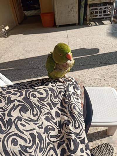 Green speaking parrot