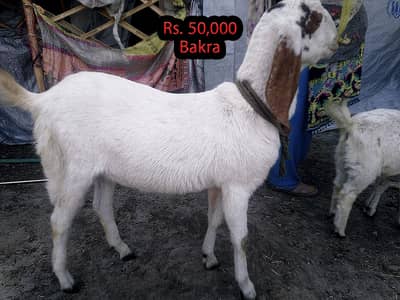 Bakra / Bakri / Goats for Sale 0345 5114250