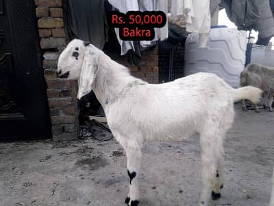 Sadqa Bakra / Bakri / Goats for Sale 0345 - 5114250