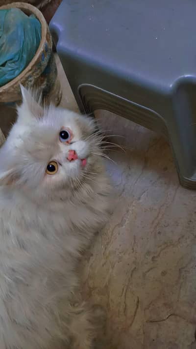 X-Punch face odd eye white colour tripple coated breeder male cat