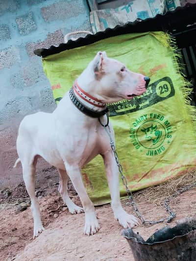 khuti gultar dog  for sale  eagle 15 month