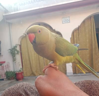 Hand taimed  Desi female for sale