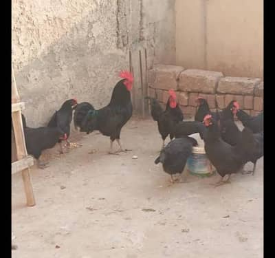 chicks, hens, fertile eggs available