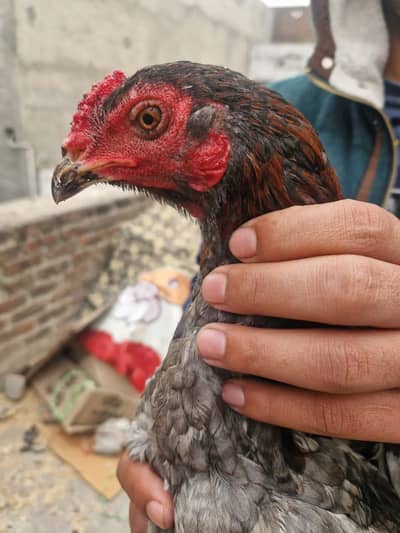 pakoye thai aseel patha