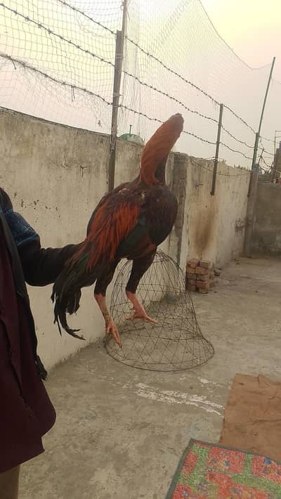 MashAllah Pure Aseel lakha murga 03364578464