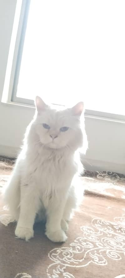 Persian male cat in blue eye 1.5 years old