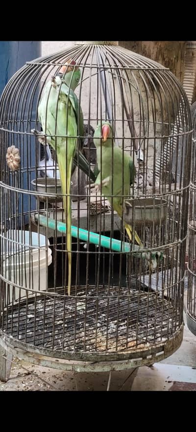 5 year breeder pair with free cage