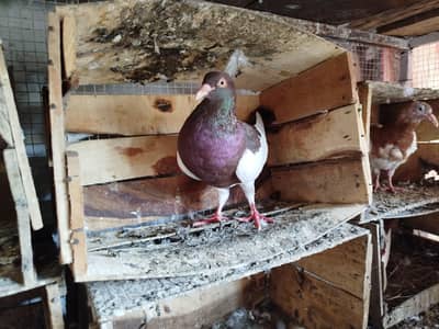 Brown Pigeons