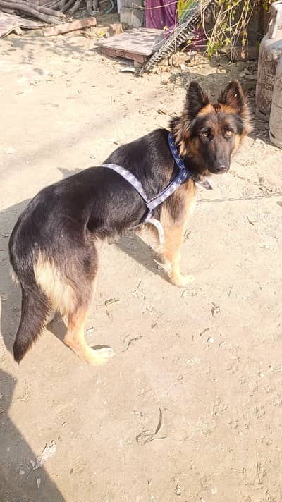 Age one year. in heated this time