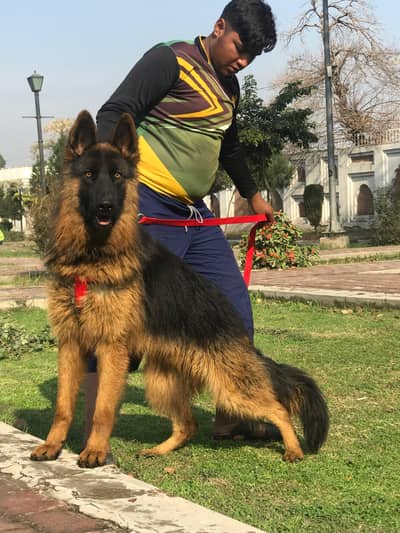 propar long cute gsd mail confirm breedar shuw quality for sale