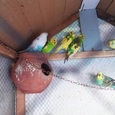 10 pairs of Australian budiges for sale