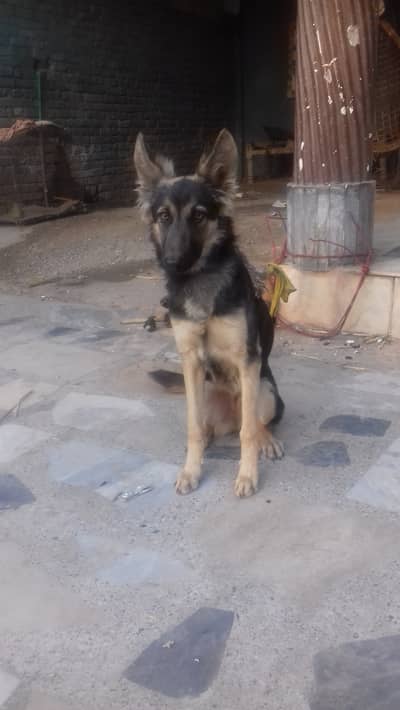 German sheperd 4 months