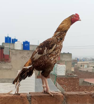 Peela Aseel murga O Mian wali murgi