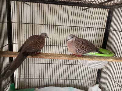 Spotted Dove Breeder Pair