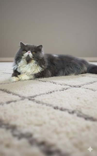 good health and active boy charli meeeting 03045996205