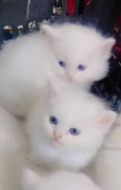 kittens