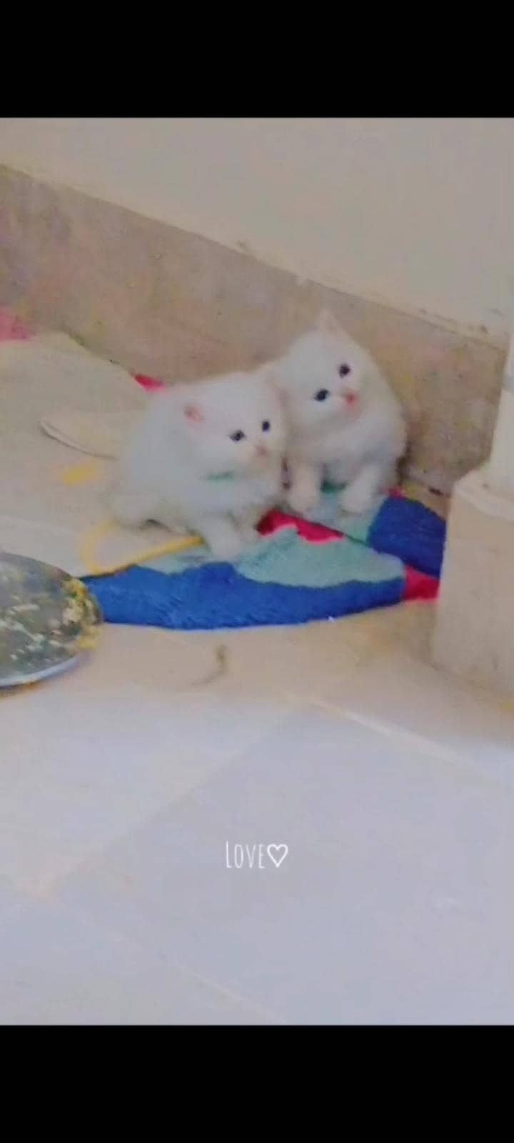 kittens 2