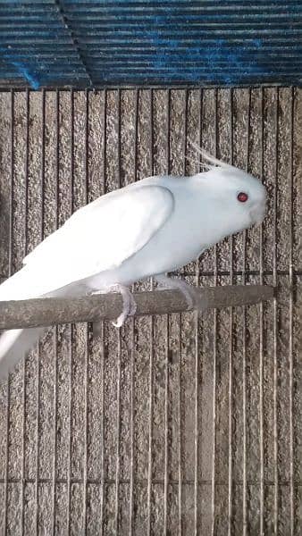 cocktail Eno Red eye male