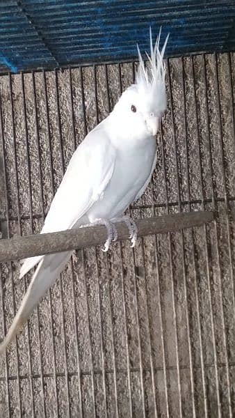 cocktail Eno Red eye male 1