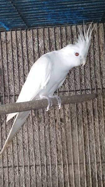 cocktail Eno Red eye male 2