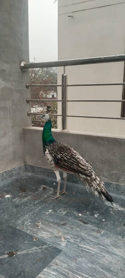 black shoulder Moor / Peacock Pair & Chicks / peacock male