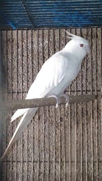 cocktail Eno Red eye male 3