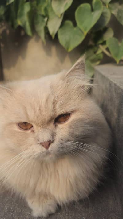 persian male cat tripple coated furr