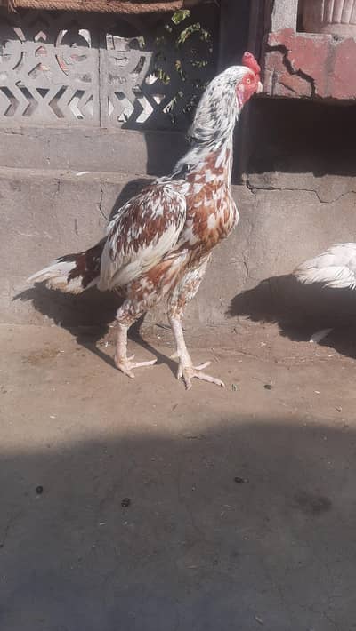 Cheena, Jawa Murgha and Paper White