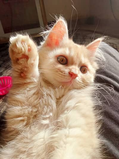 Cute Persian Kittens for Sale | 60 Days Old | Male & Female