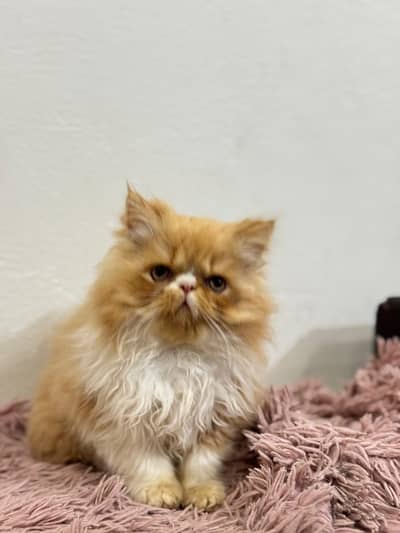 Peki Face male kittens Available