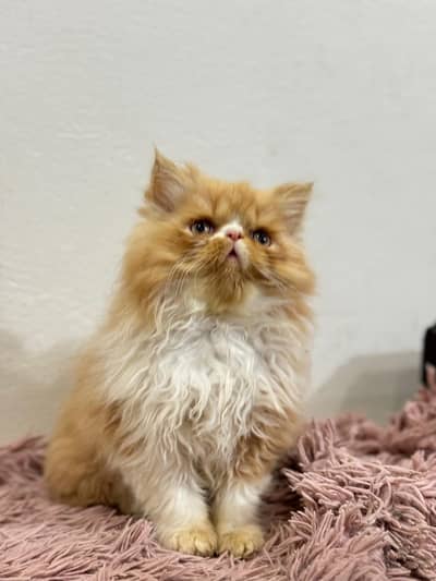 Peki Face male kittens Available