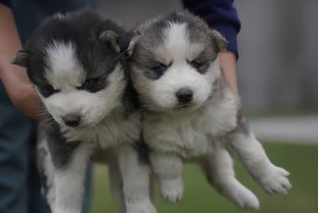 Siberian Husky Pair | Husky puppies | Dubble coated | Blue Eyes | Sibe