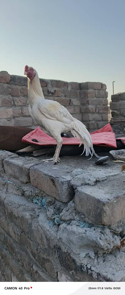 Hera aseel Male  &  Black Out class Female