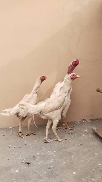 Shamo Aseel pair | Aseel | Hens | Chicks | Shamo hens /Aseel hen