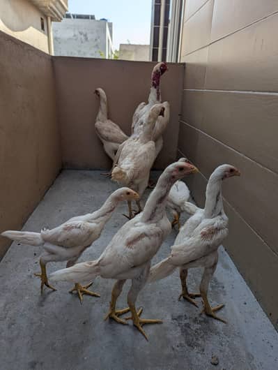 Shamoo chicks | Aseel | Chicks