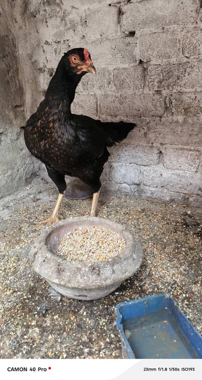 Aseel Madi big height