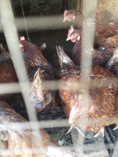 lemon Brown murgi h eggs Dari h abi starter hai