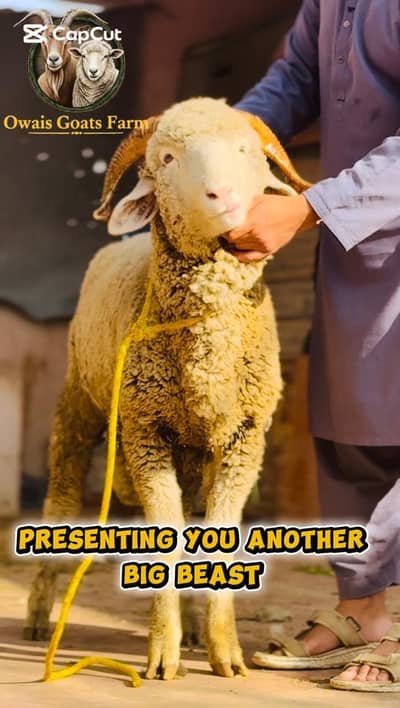 gulabi Marino longtail sheep males females