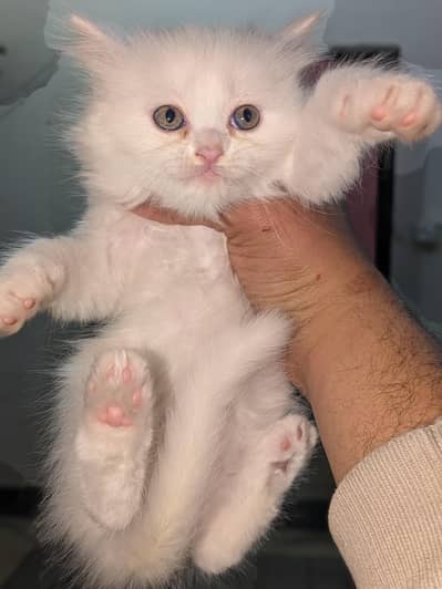 Persian kitten