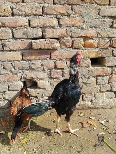 Aseel Lasani Sale And Exchange