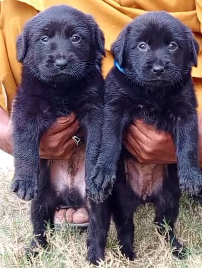 : German Shepherd Long Coat puppies | black mask | black puppy