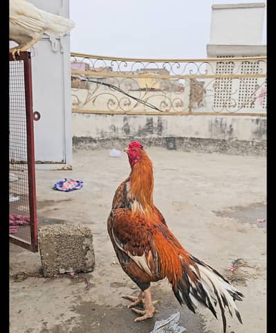 aseel outclass peela amroha structure bird