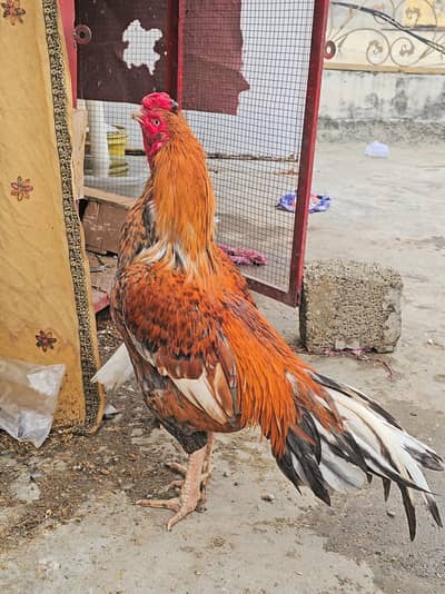 aseel outclass peela amroha structure bird