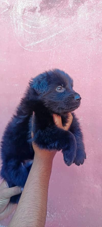 German Shepherd male  | black gsd | male puppy | Gsd for sale