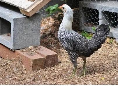 fayumi hen end cock 03004752239