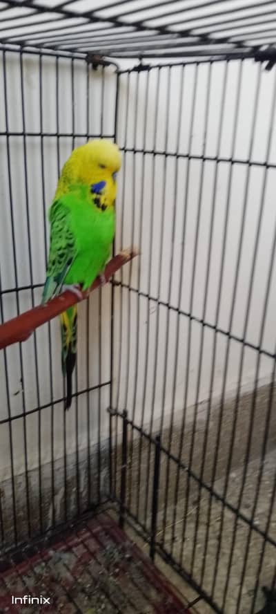 Big size exhibition pair looking for new shelter