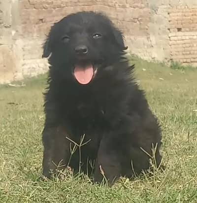 German Shepherd long  Coat puppies | black mask | black puppy