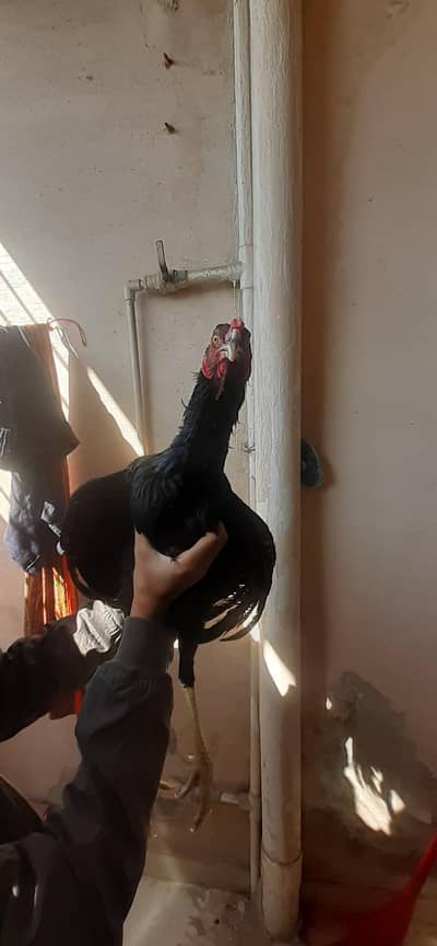 Aseel Black Shamo A quality